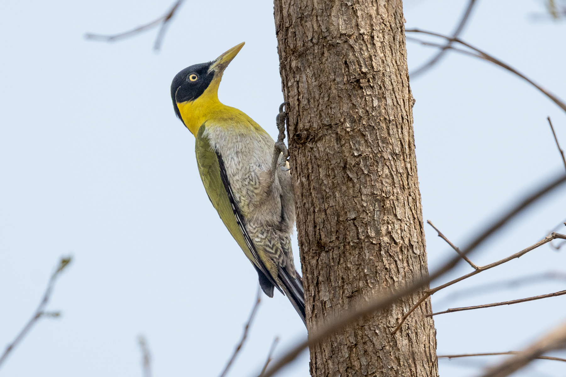 Black-headed Woodpecker (image by Vincent van der Spek)