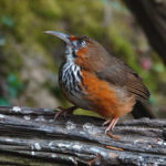 Black-streaked Scimitar Babbler (image by Craig Robson)