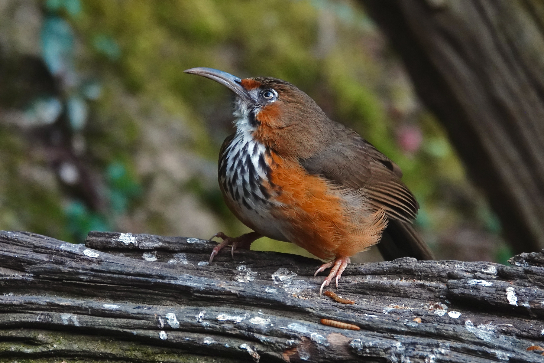 Black-streaked Scimitar Babbler (image by Craig Robson)