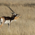 Blackbucks (image by Hannu Jännes)