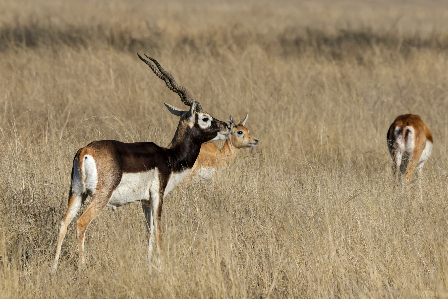Blackbucks (image by Hannu Jännes)