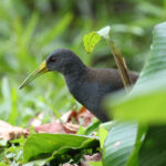 Blackish Rail (image by Trevor Ellery)