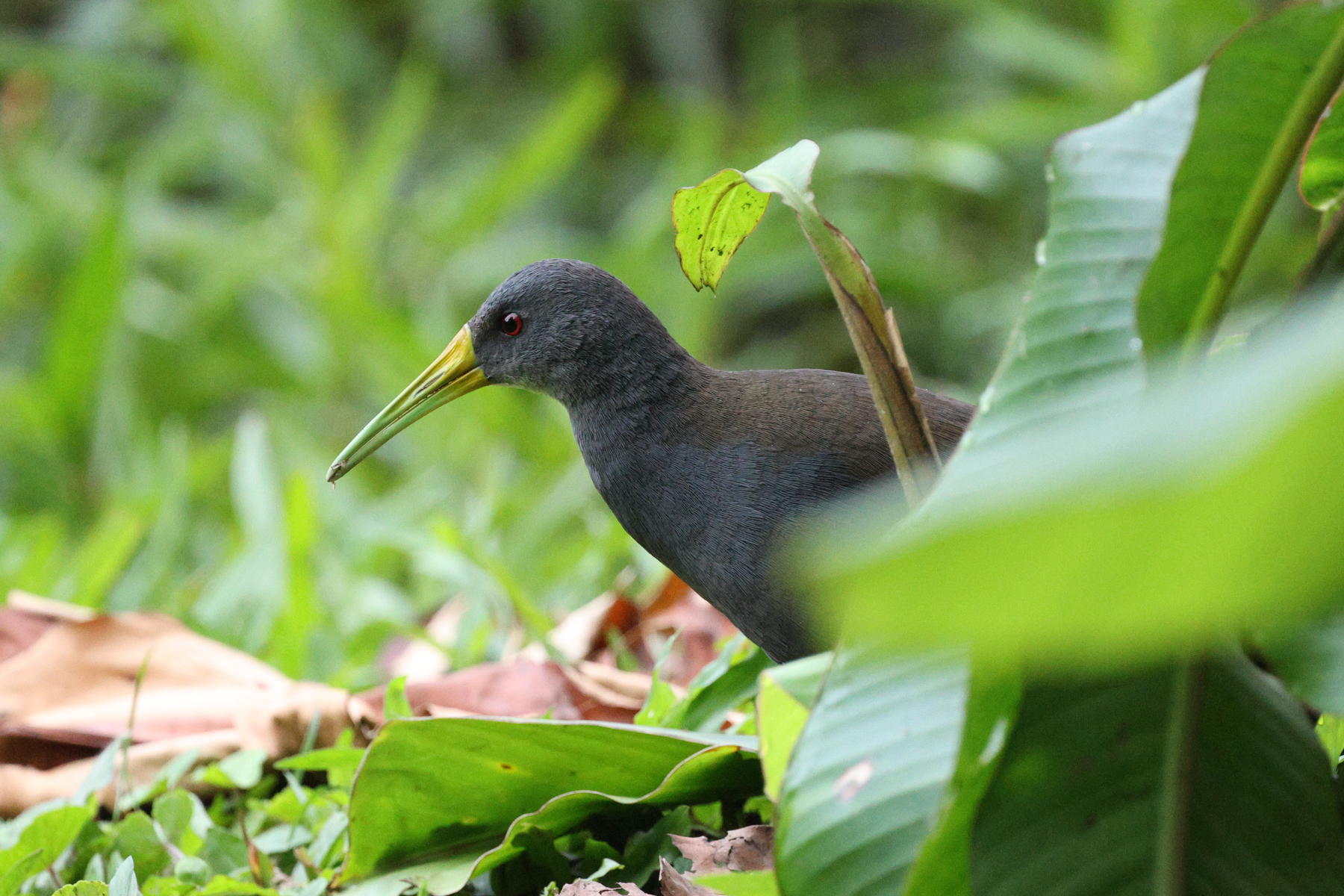 Blackish Rail (image by Trevor Ellery)