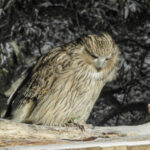 Blakiston's Fish Owl (image by Dave Farrow)