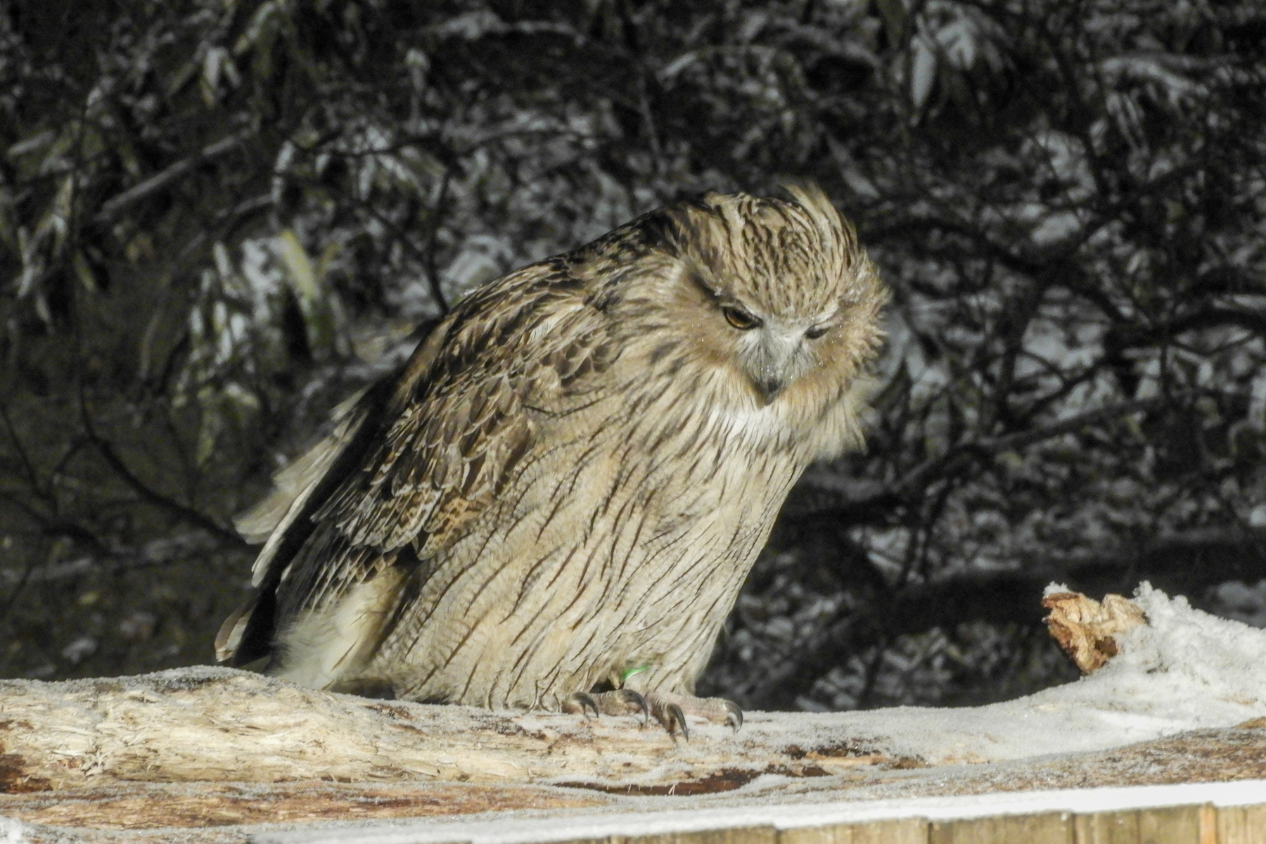 Blakiston's Fish Owl (image by Dave Farrow)