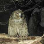 Blakiston's Fish Owl (image by Dave Farrow)
