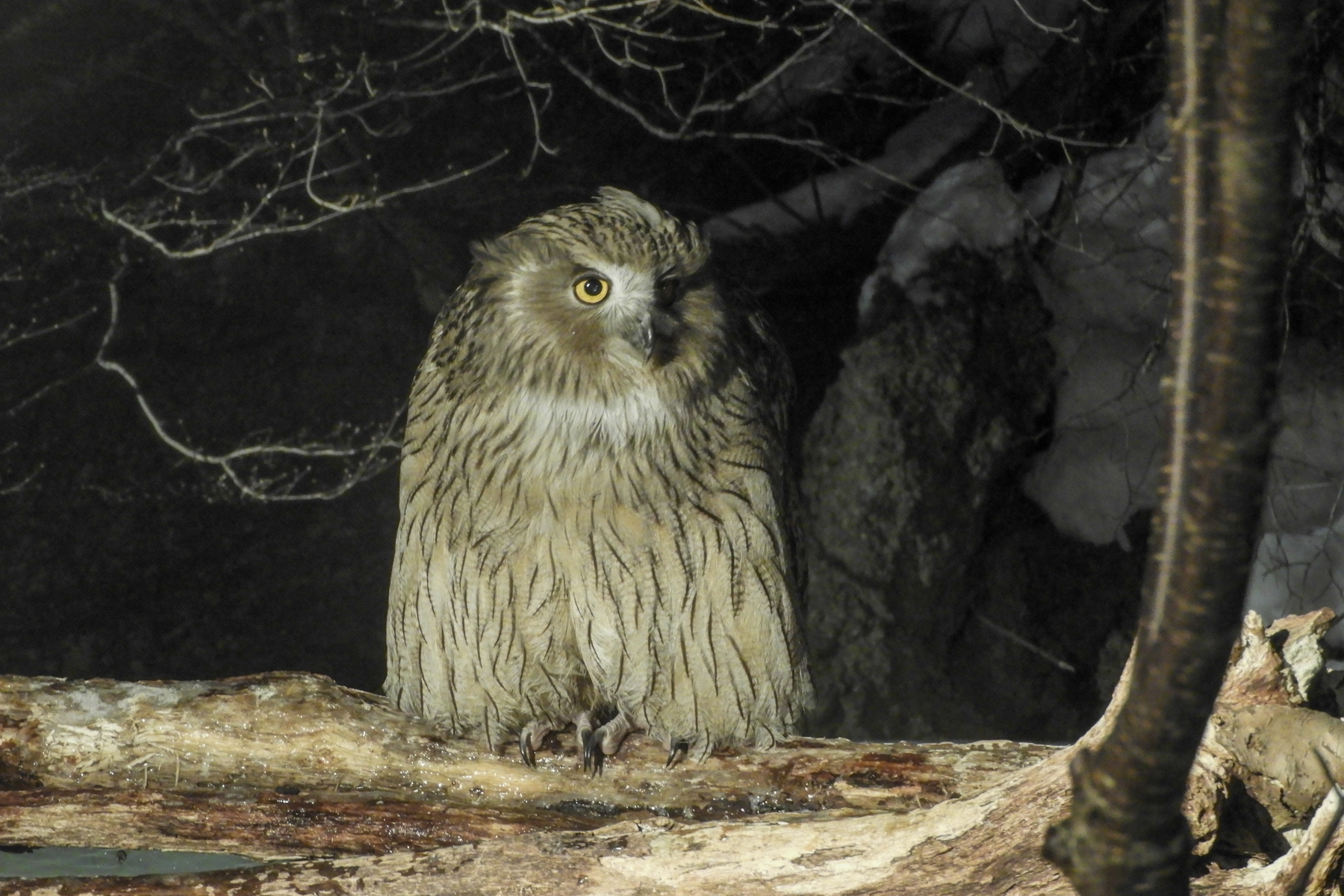 Blakiston's Fish Owl (image by Dave Farrow)