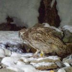 Blakiston's Fish Owl (image by Dave Farrow)