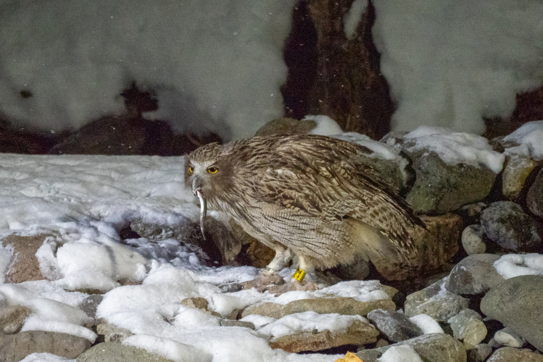 Blakiston's Fish Owl (image by Dave Farrow)