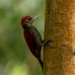 Blood-coloured Woodpecker (image by Eustace Barnes)