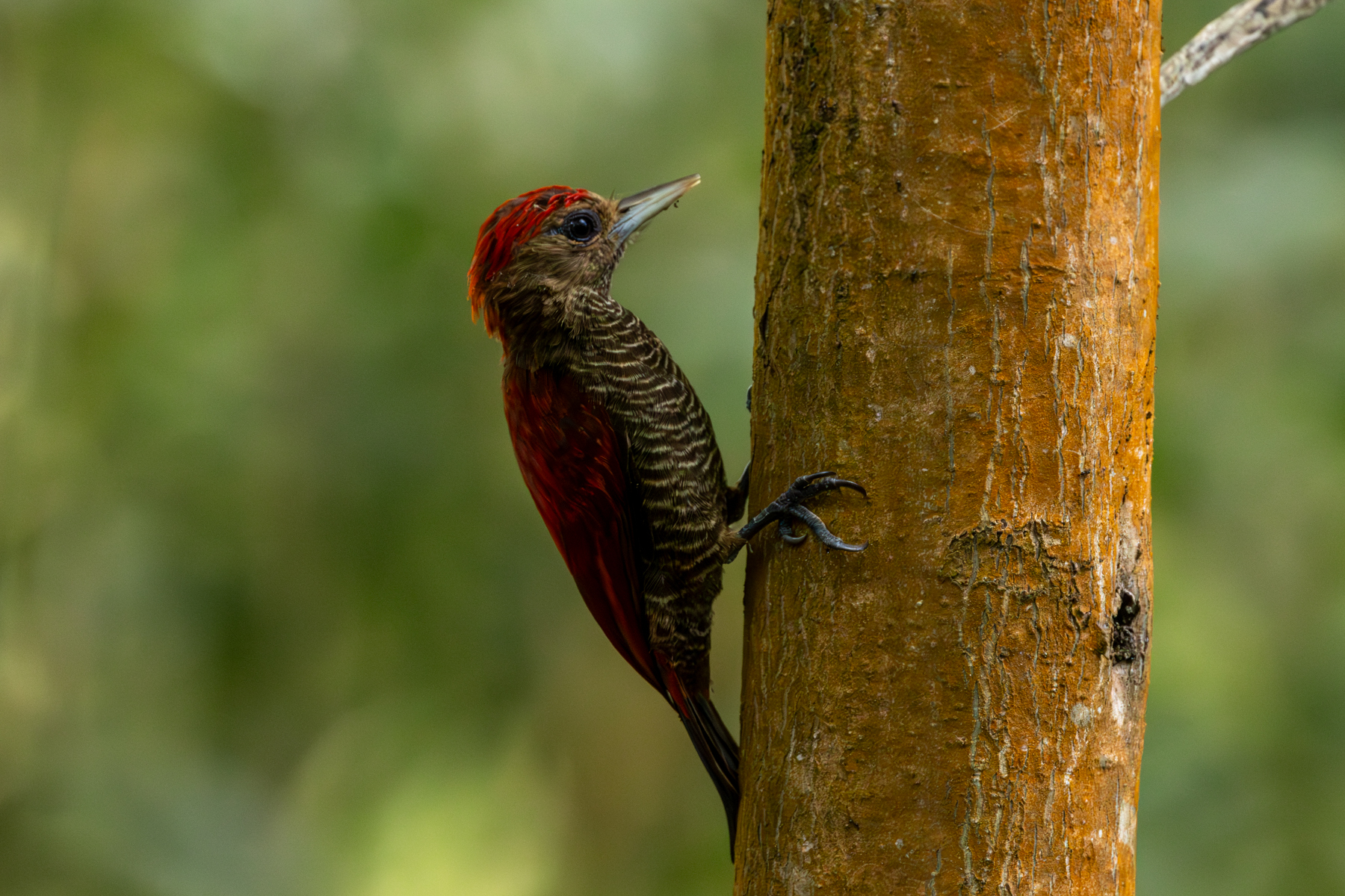 Blood-coloured Woodpecker (image by Eustace Barnes)