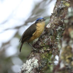 Blue-capped Ifrit (image by Phil Hansbro)