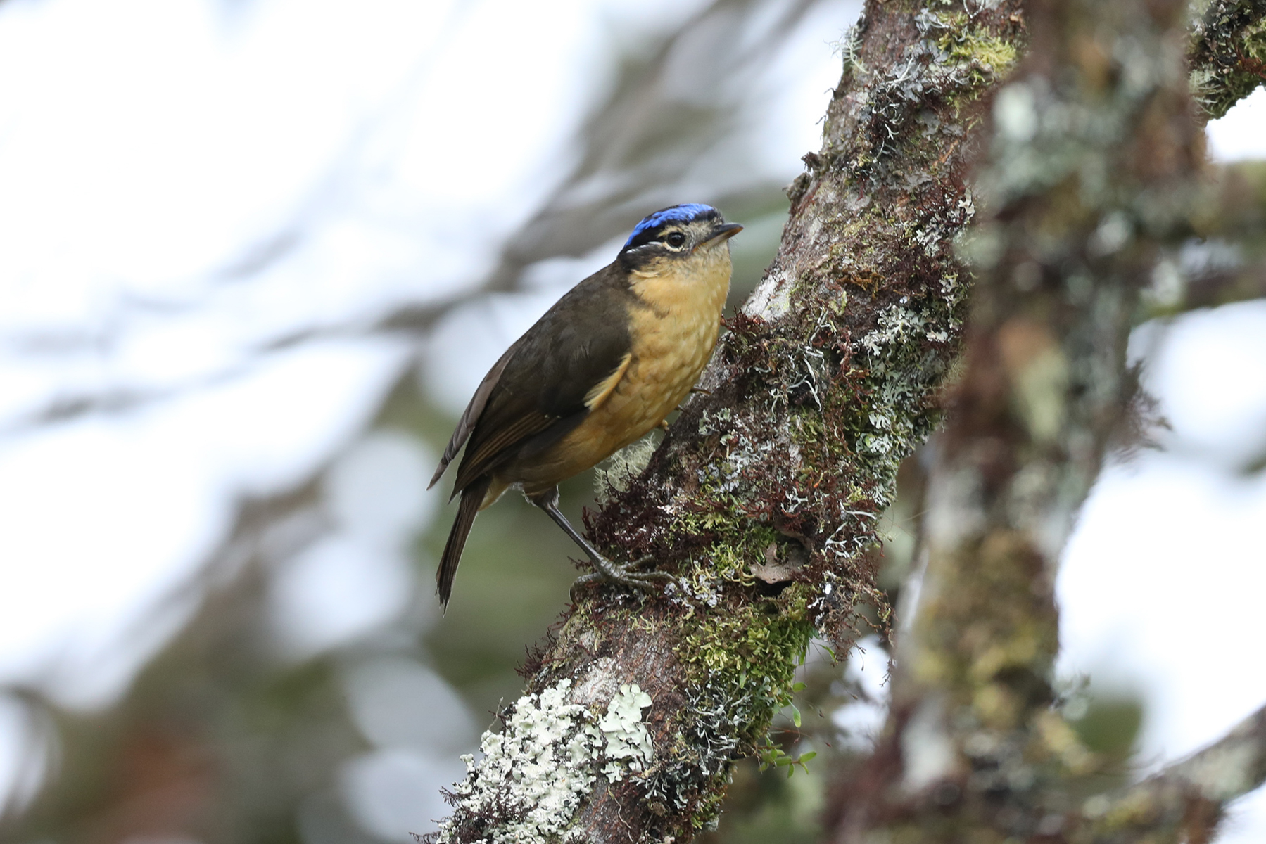 Blue-capped Ifrit (image by Phil Hansbro)