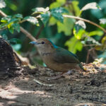 Blue-naped Pitta (image by Craig Robson)