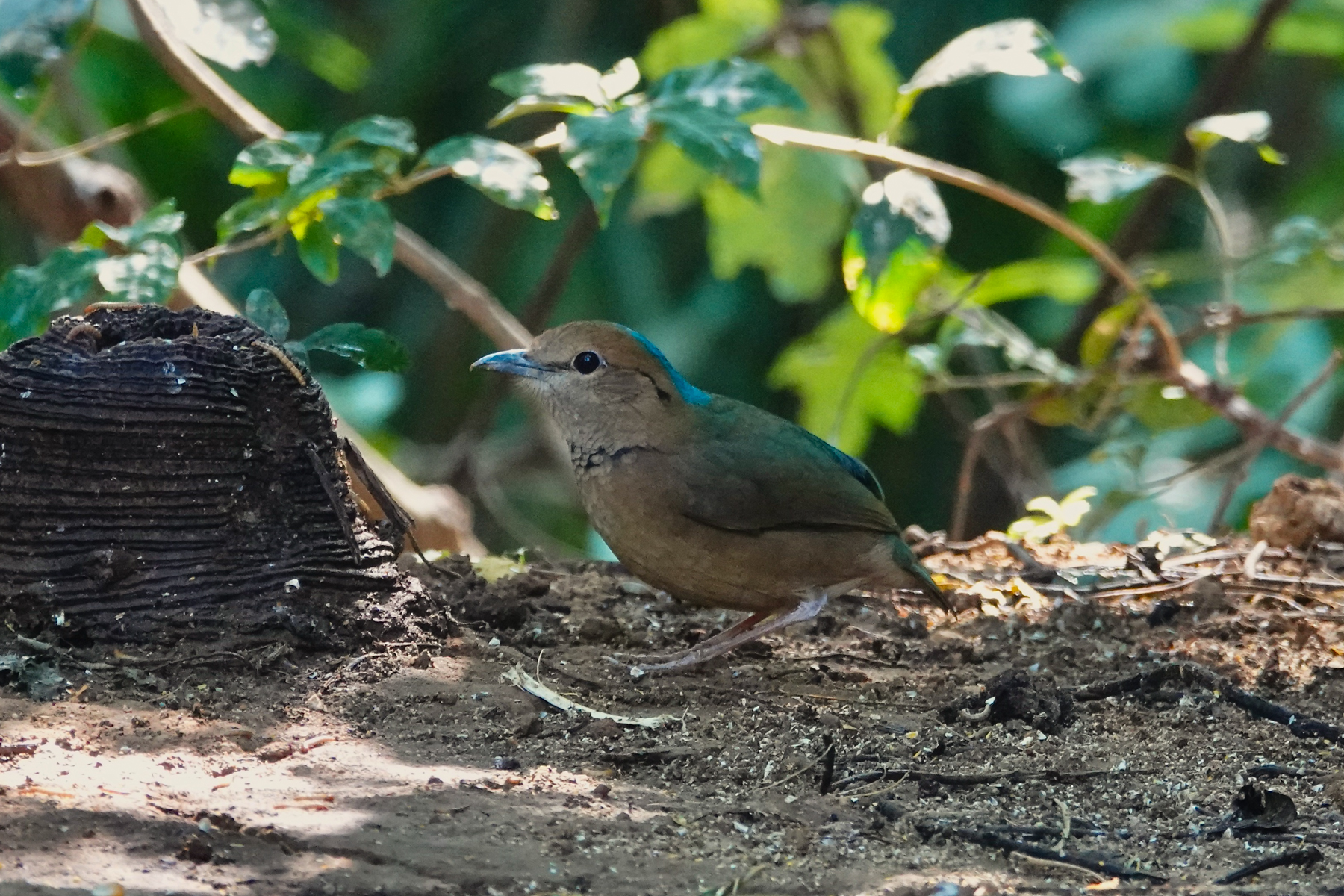 Blue-naped Pitta (image by Craig Robson)
