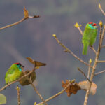 Blue-throated Barbets (image by Hannu Jännes)