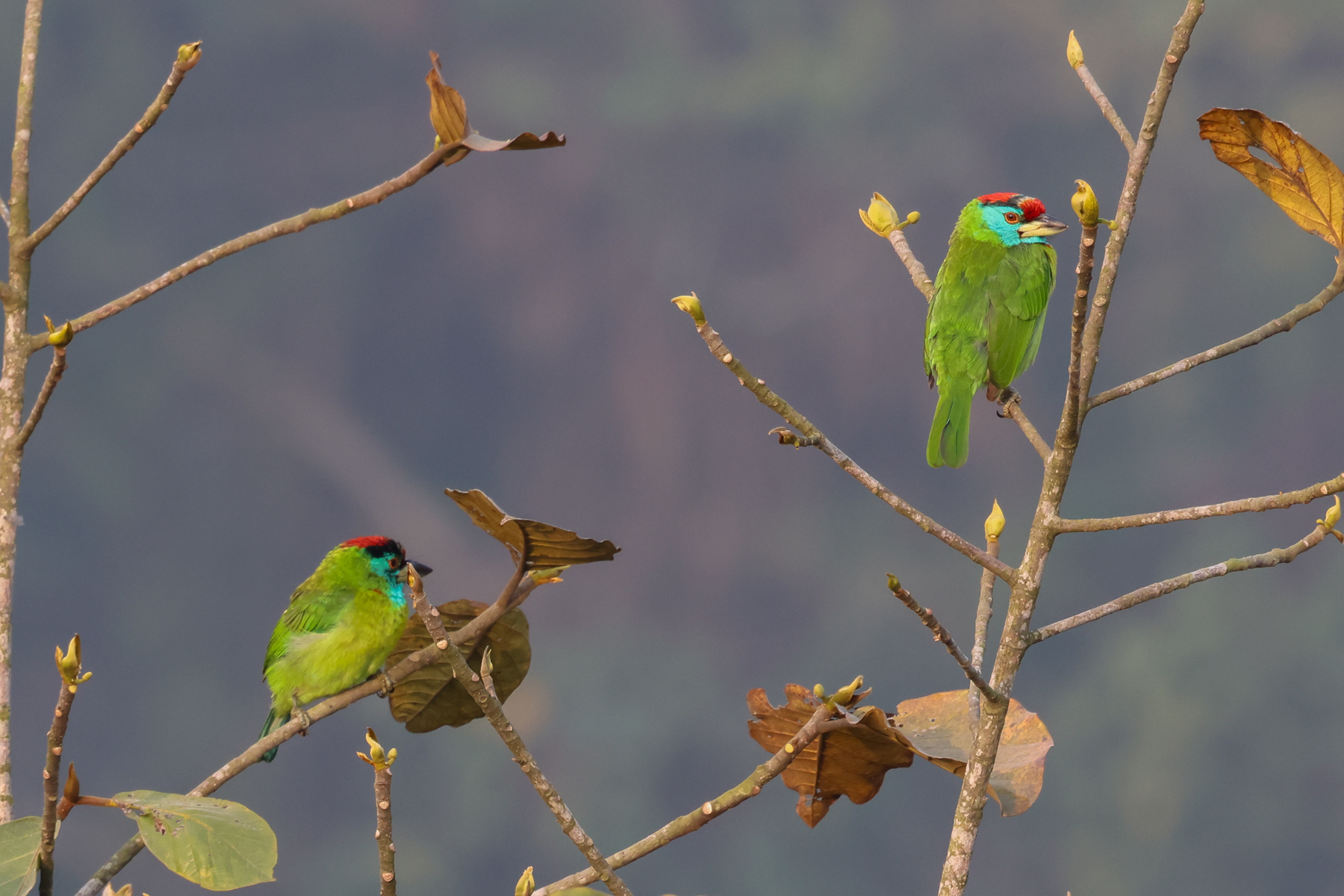 Blue-throated Barbets (image by Hannu Jännes)