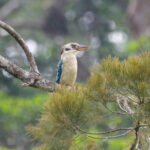 Blue-winged Kookaburra (image by Phil Hansbro)