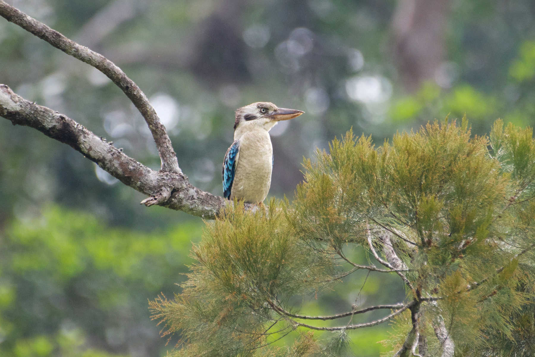 Blue-winged Kookaburra (image by Phil Hansbro)