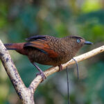 Blue-winged Laughingthrush (image by Craig Robson)