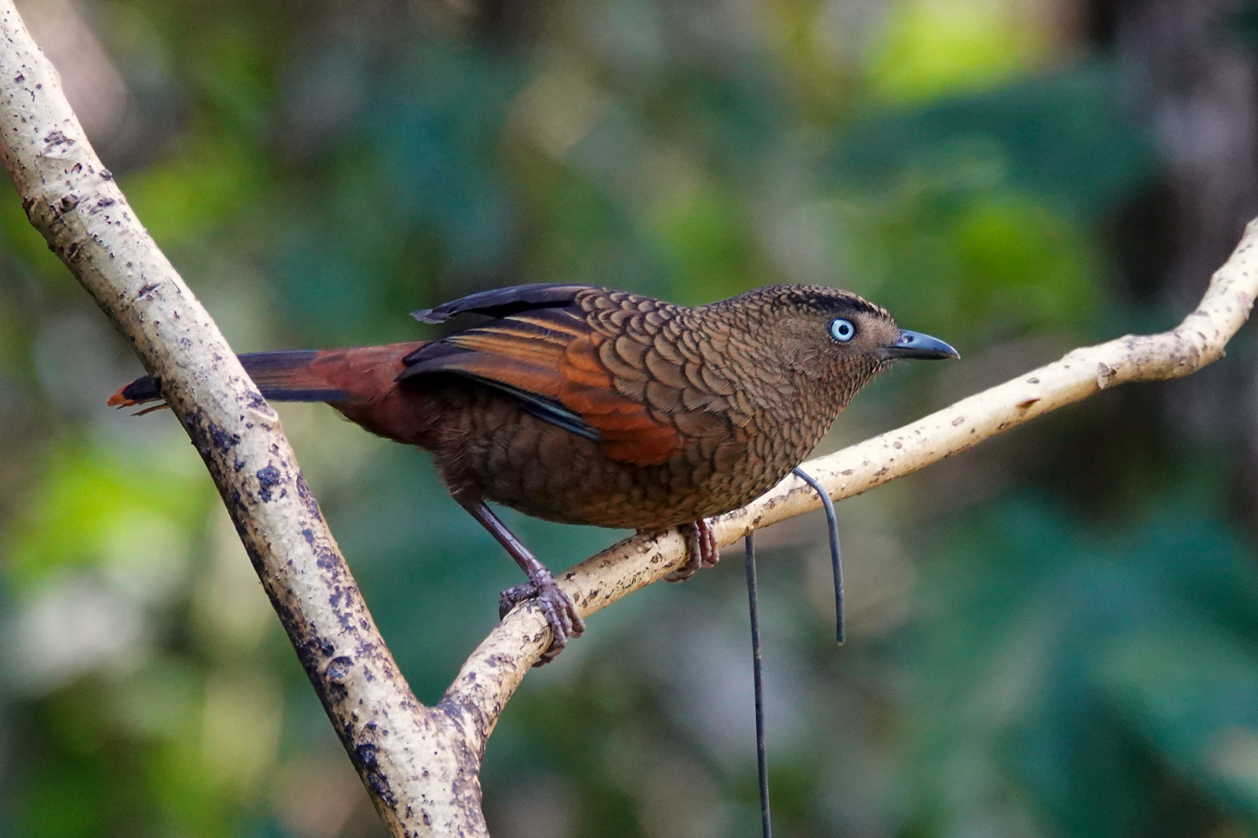 Blue-winged Laughingthrush (image by Craig Robson)