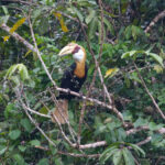 Blyth's Hornbill (image by Phil Hansbro)