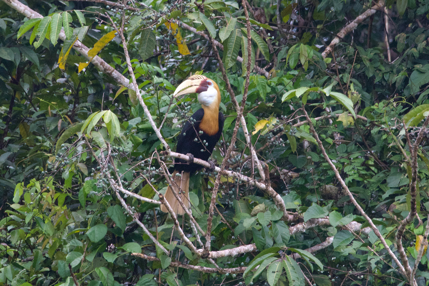 Blyth's Hornbill (image by Phil Hansbro)