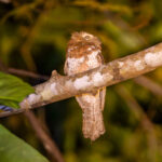 Blyth's Frogmouth (image by Vincent van der Spek)
