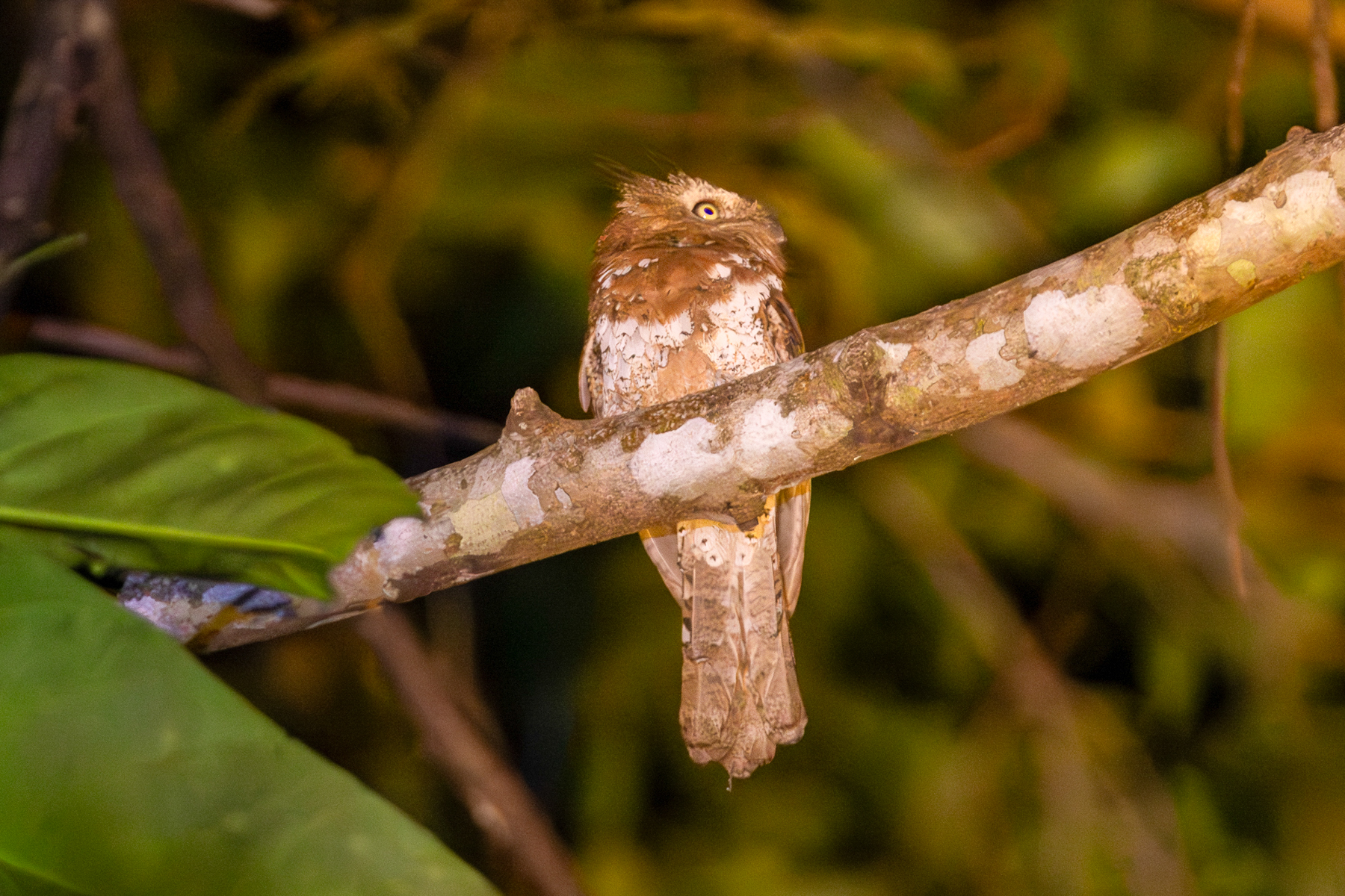 Blyth's Frogmouth (image by Vincent van der Spek)