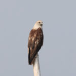 Brahminy Kite (image by Hannu Jännes)