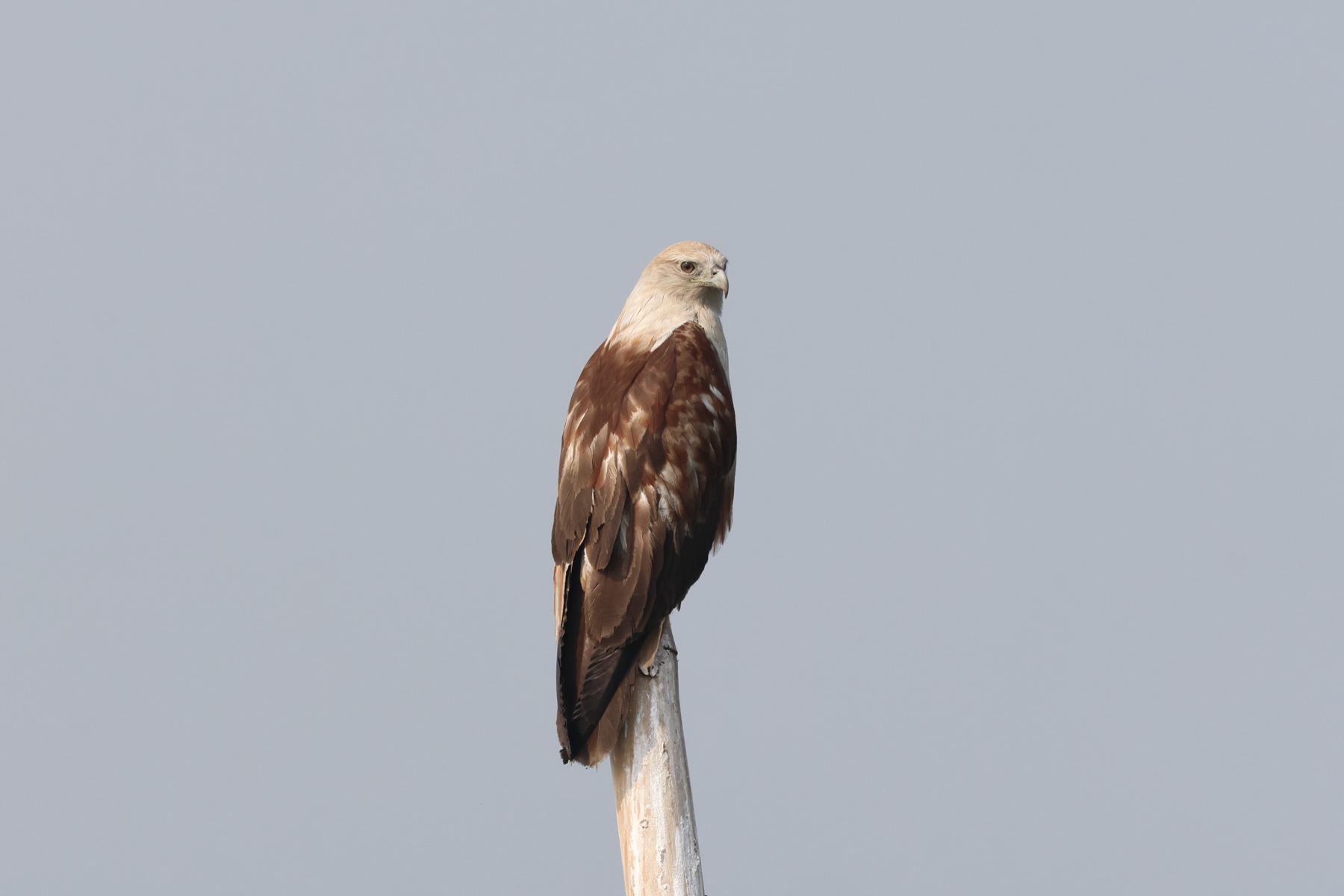 Brahminy Kite (image by Hannu Jännes)