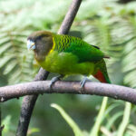 Brehm's Tiger Parrot (image by Phil Hansbro)