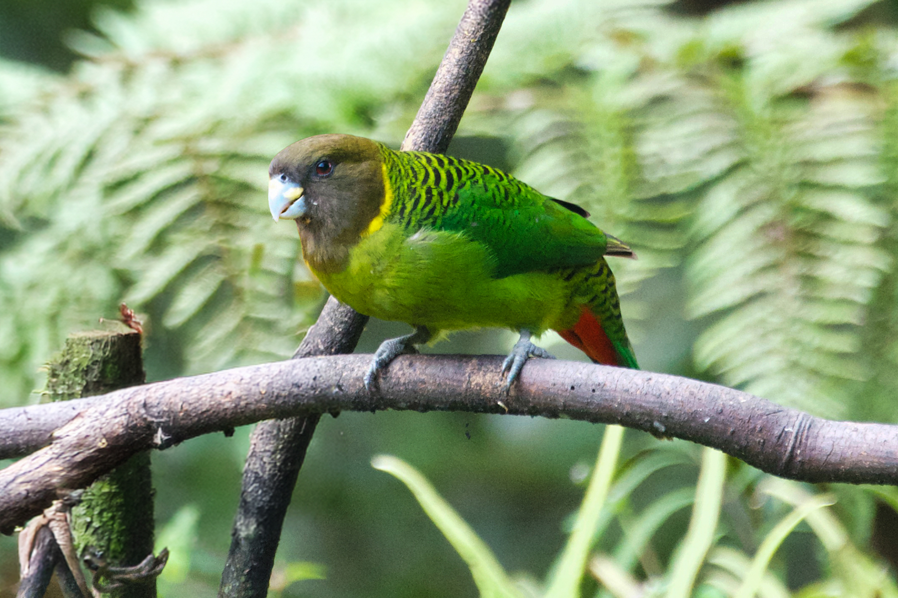 Brehm's Tiger Parrot (image by Phil Hansbro)