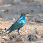 Bronze-tailed Starling (image by Diedert Koppenol)