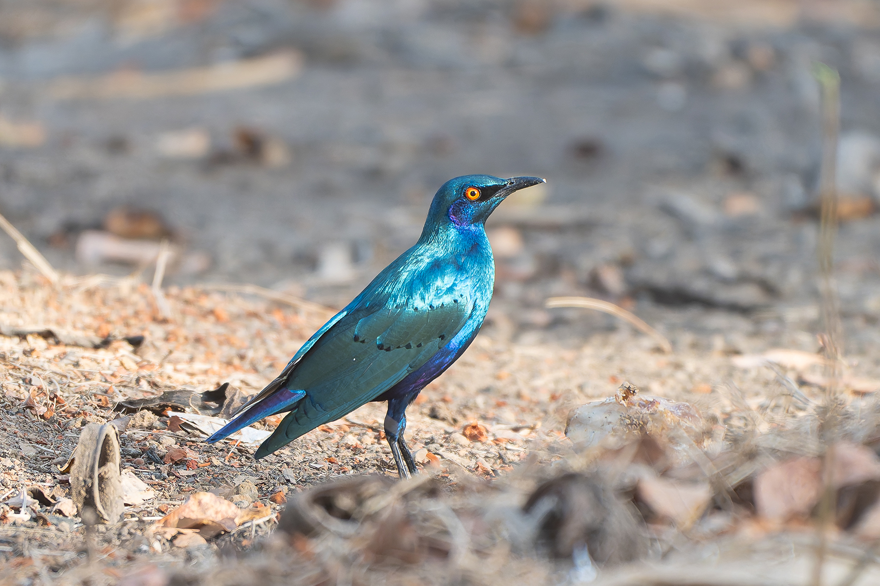 Bronze-tailed Starling (image by Diedert Koppenol)