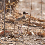 Bronze-winged Courser (image by Diedert Koppenol)