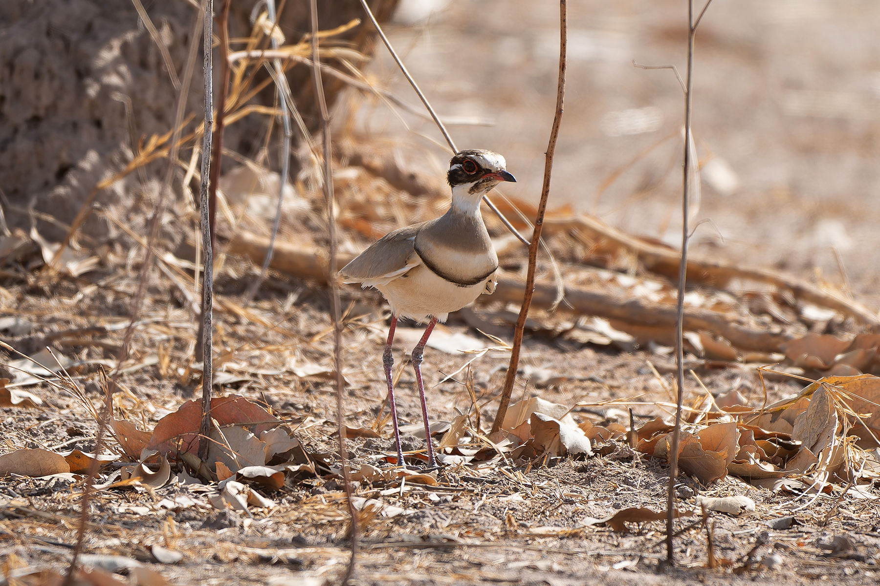 Bronze-winged Courser (image by Diedert Koppenol)