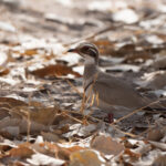 Bronze-winged Courser (image by Diedert Koppenol)