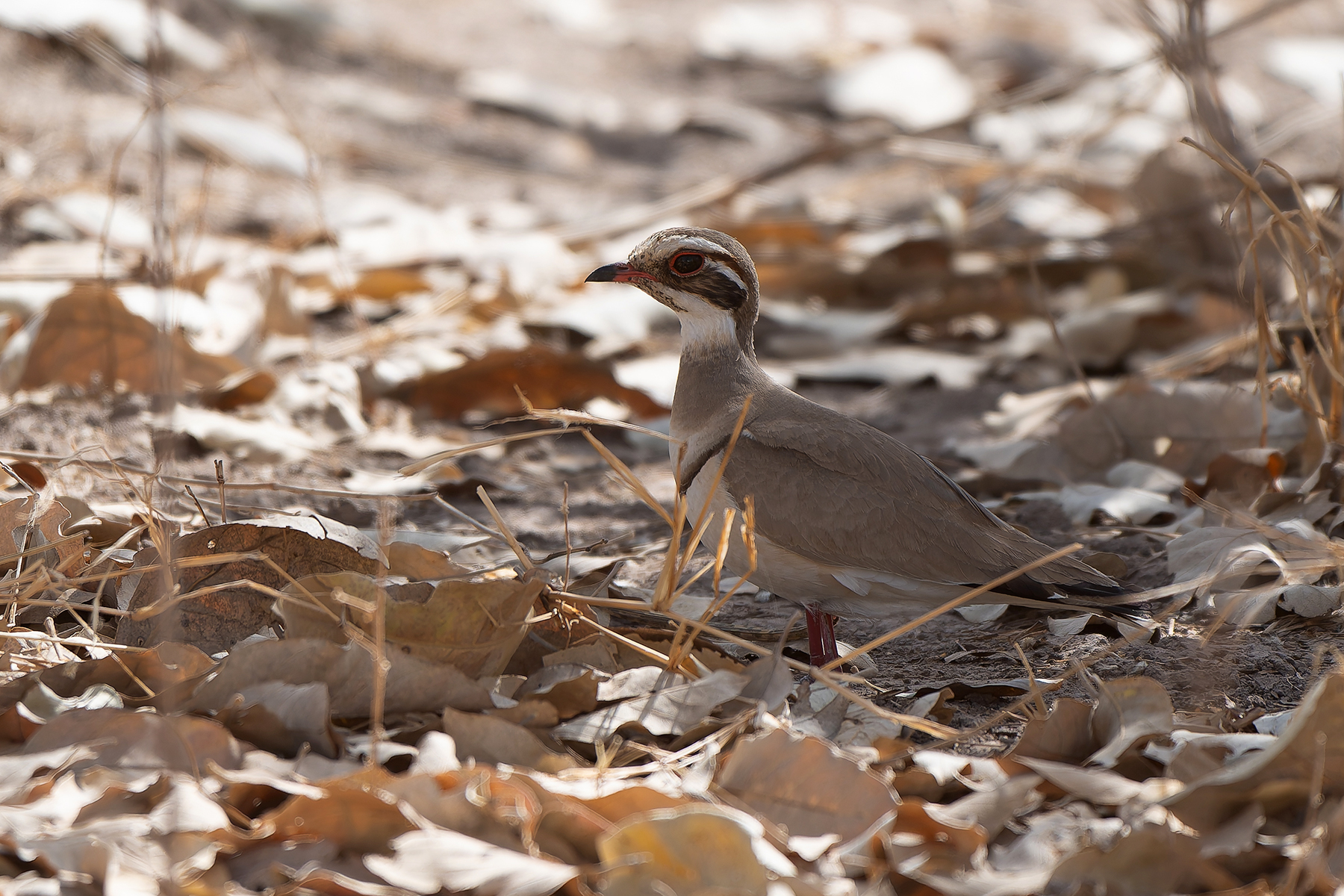 Bronze-winged Courser (image by Diedert Koppenol)