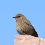 Brown Rock Chat (image by Hannu Jännes)