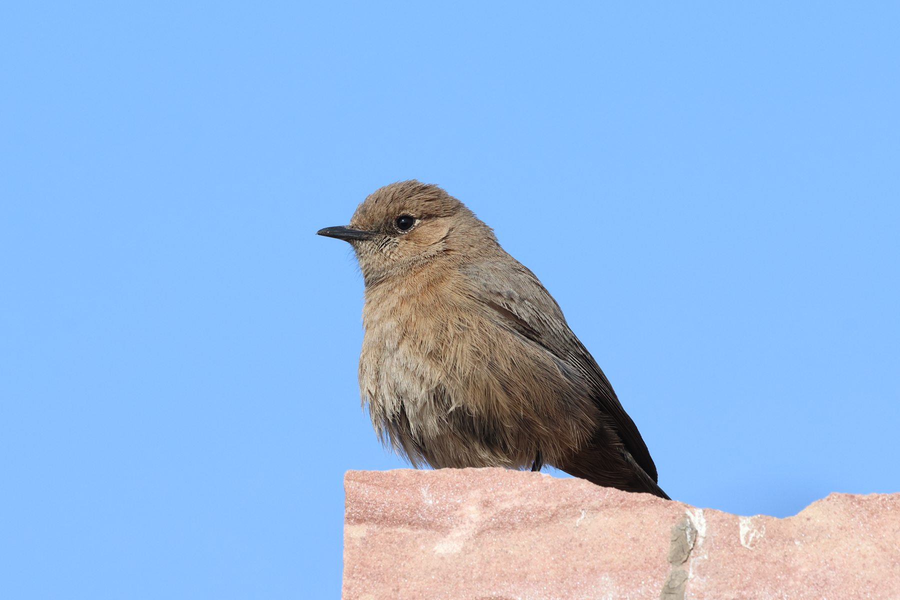 Brown Rock Chat (image by Hannu Jännes)