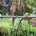 Brown Sicklebill (image by Phil Hansbro)