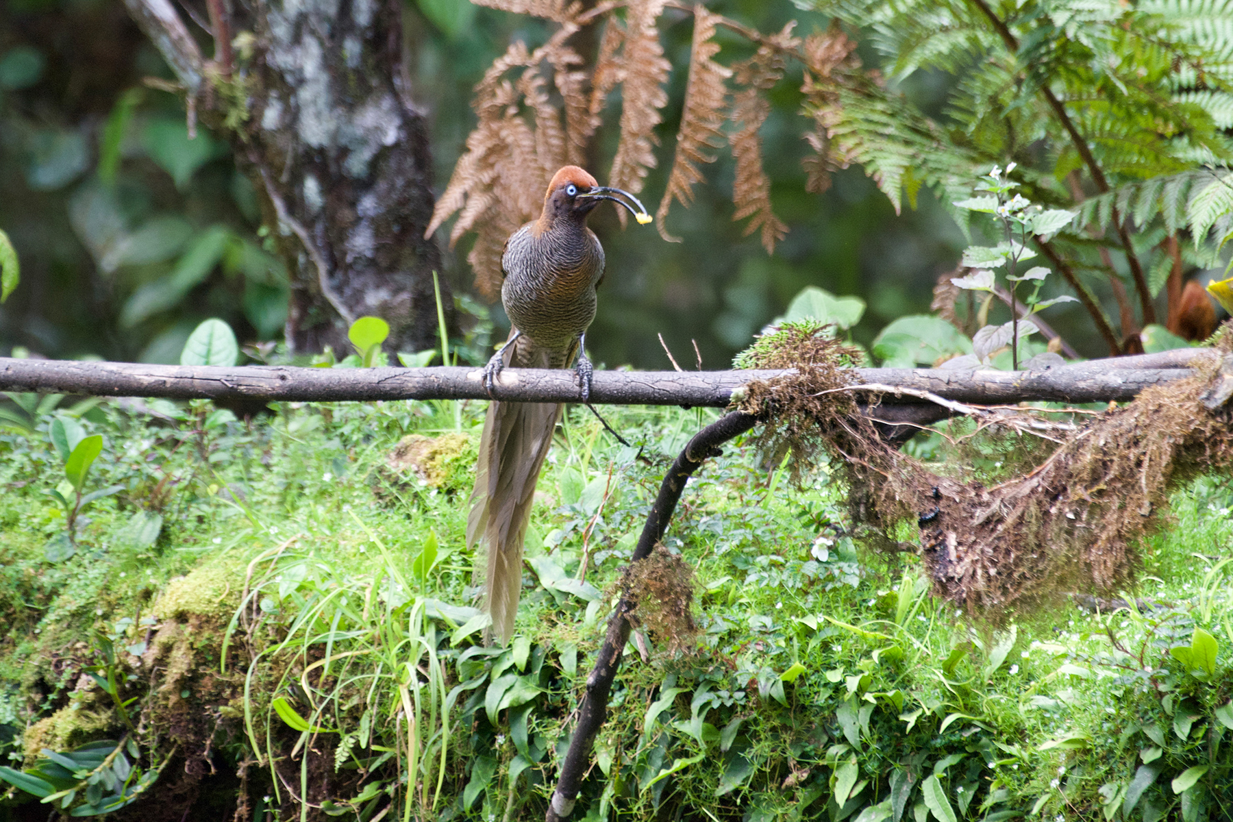 Brown Sicklebill (image by Phil Hansbro)