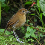 Brown-banded Antpitta (image by Trevor Ellery)