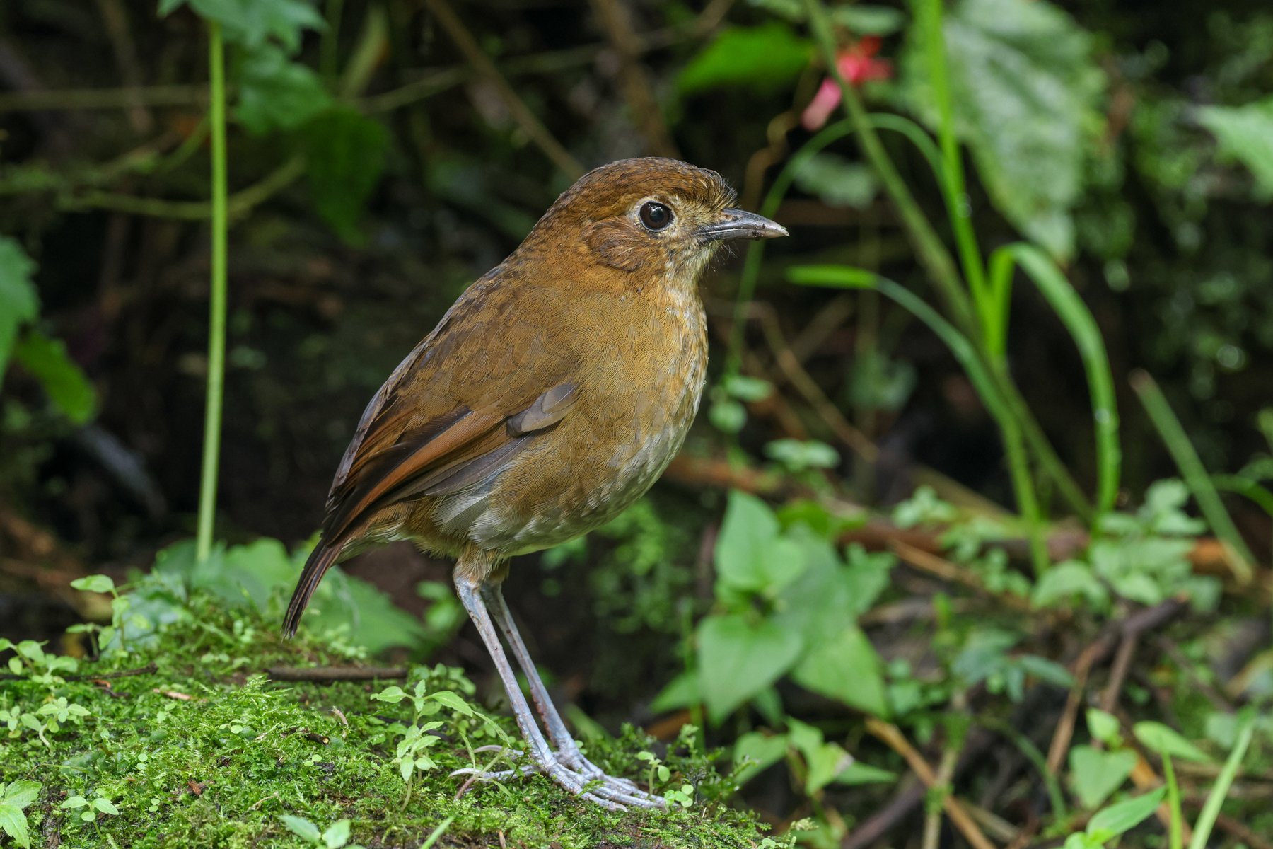 Brown-banded Antpitta (image by Trevor Ellery)