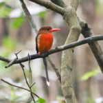 Brown-headed Paradise Kingfisher (image by Phil Hansbro)