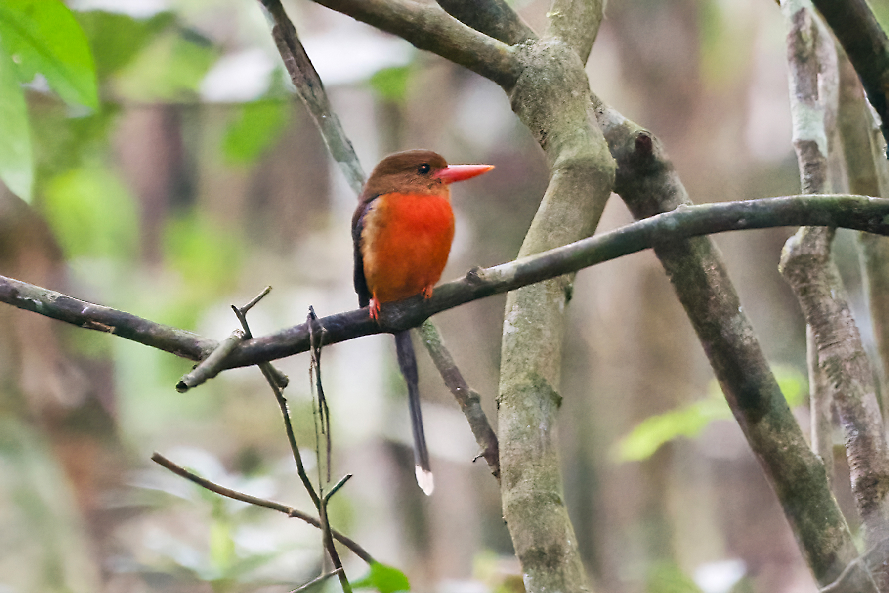 Brown-headed Paradise Kingfisher (image by Phil Hansbro)