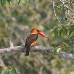 Brown-winged Kingfisher (image by Hannu Jännes)