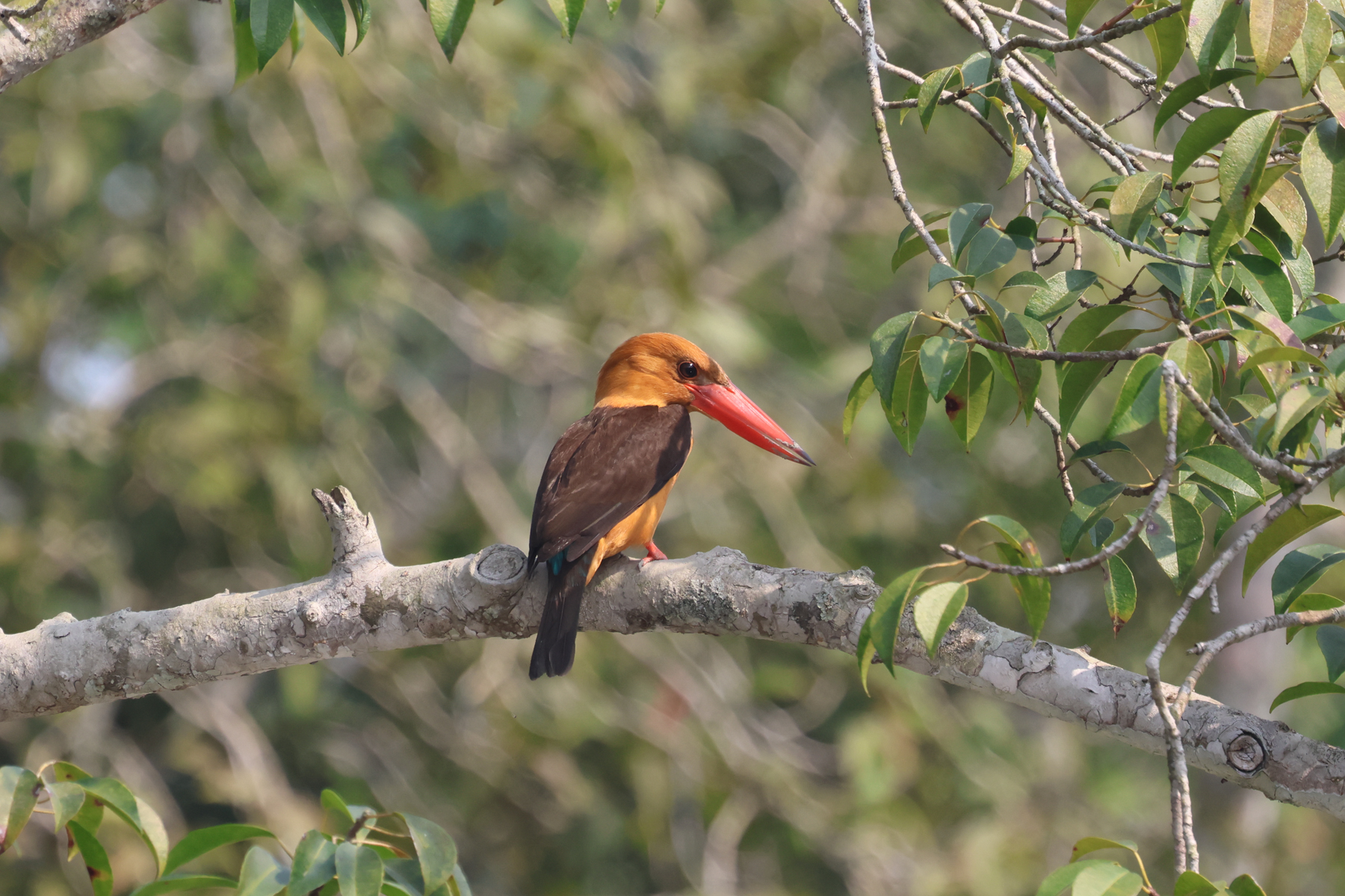 Brown-winged Kingfisher (image by Hannu Jännes)