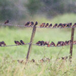 Buff-bellied Mannikins (image by Phil Hansbro)